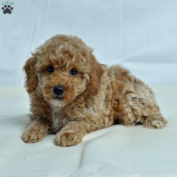 Jan, Miniature Poodle Puppy